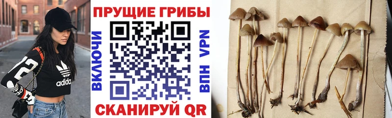 Галлюциногенные грибы мухоморы Курильск